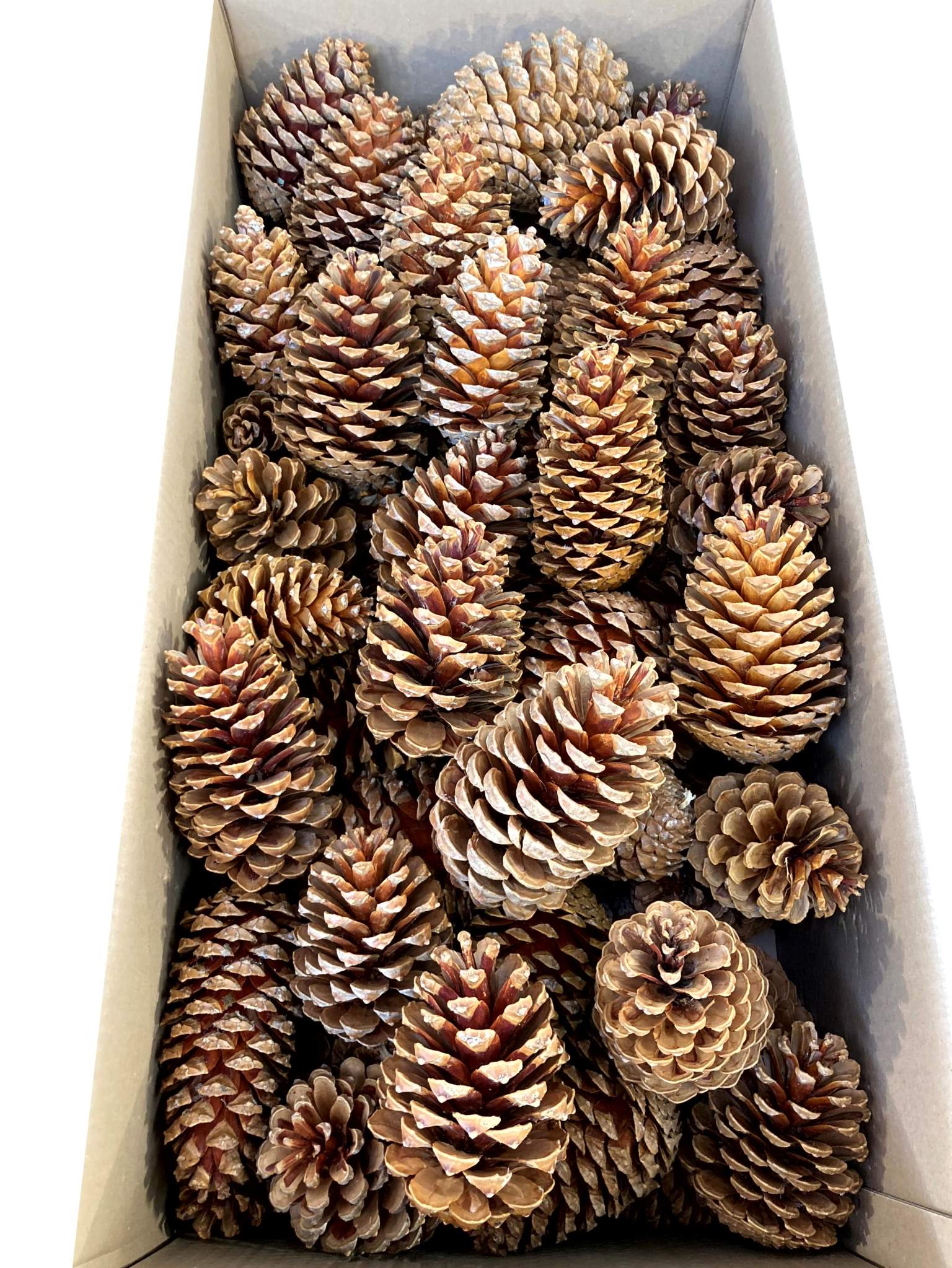 Maritima 10/14cm gebleicht creme – Bild 2