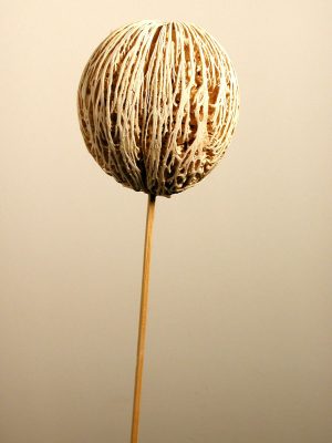 Minoltaball angestielt gebleicht