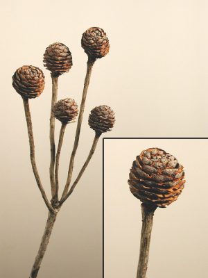 Murii-Zweige (5-7 Köpfe)