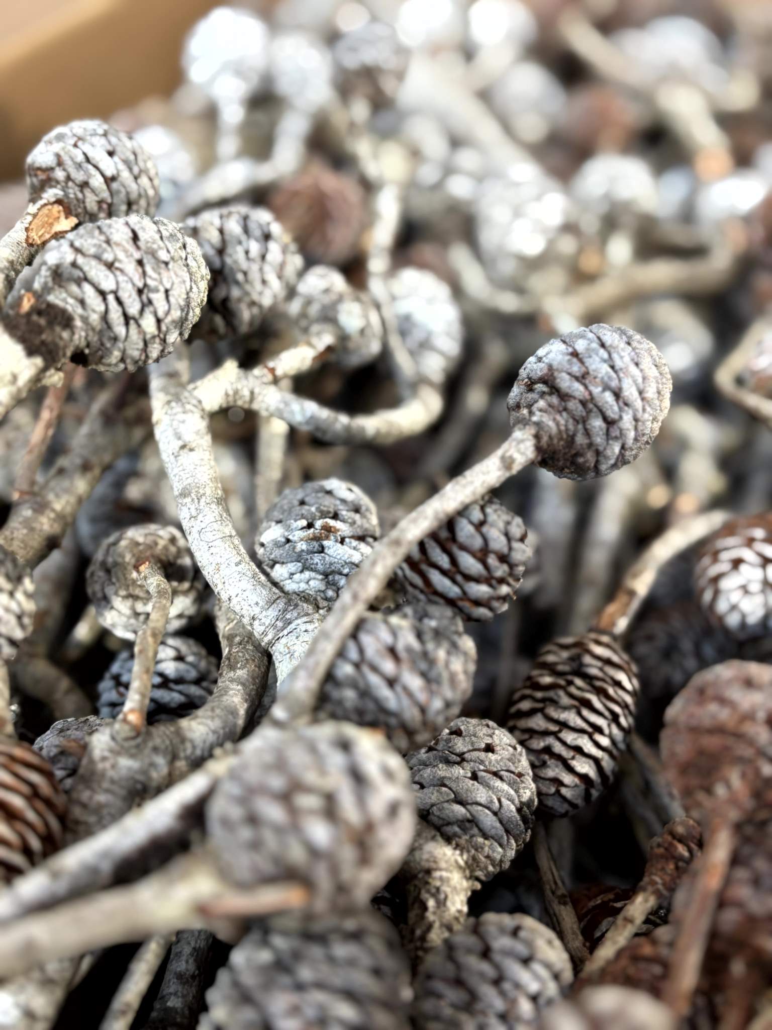 Murii-Zweige extra (8+ Köpfe) – Bild 3