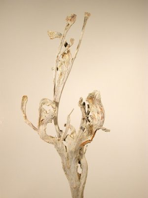 Natraj (Geweihholz) groß gebleicht