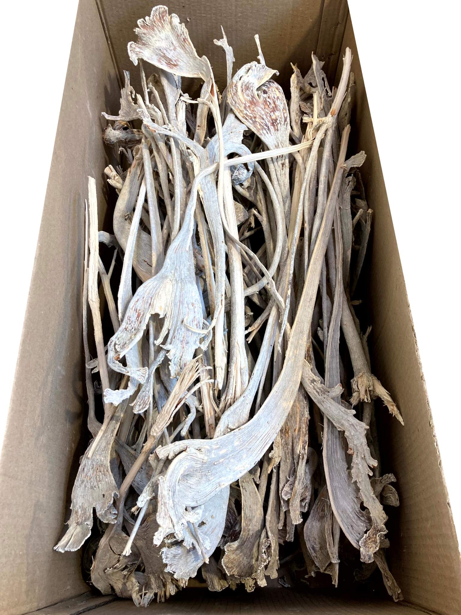 Natraj (Geweihholz) groß gebleicht – Bild 2