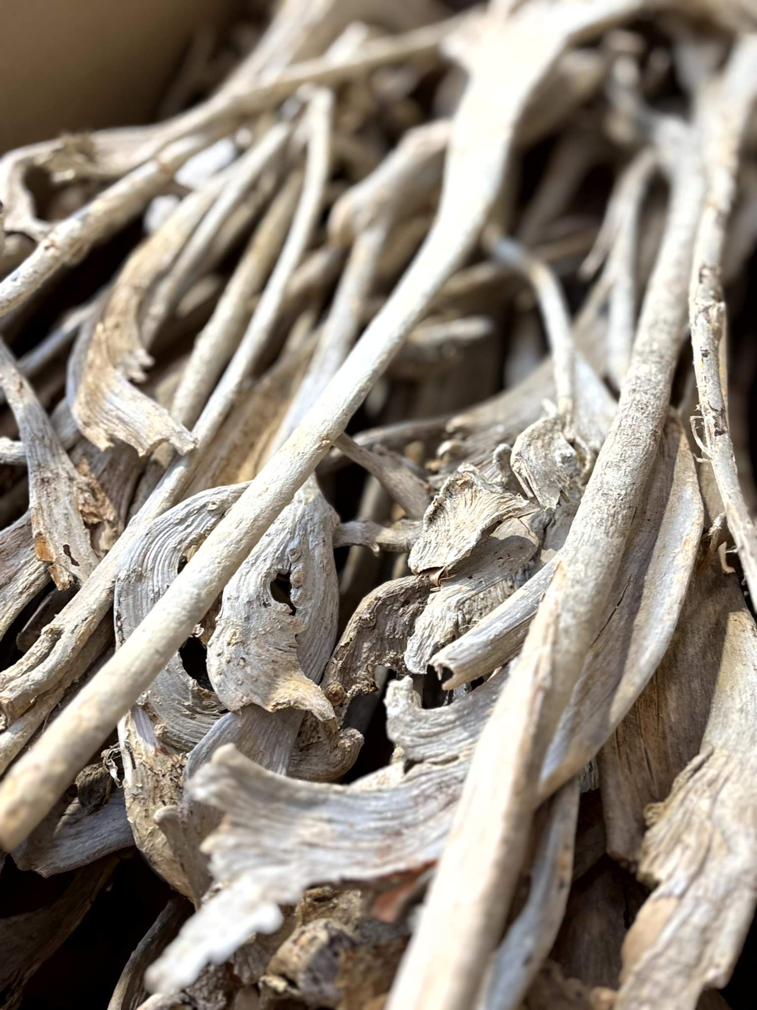 Natraj (Geweihholz) groß gebleicht – Bild 3