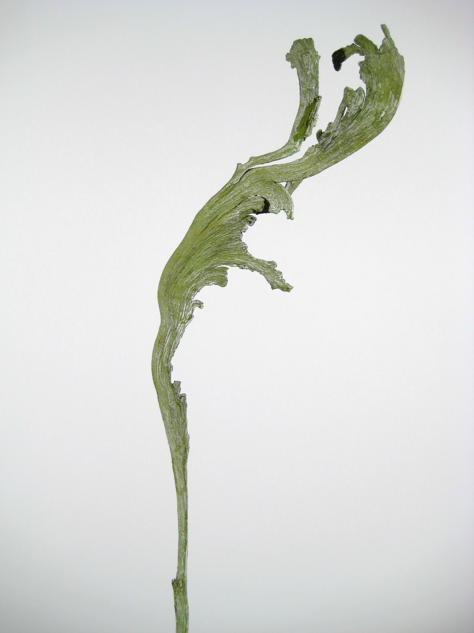 Natraj (Geweihholz) groß grün gefrostet