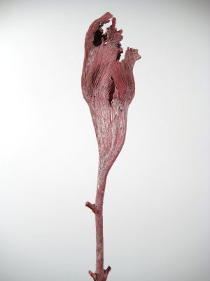 Natraj (Geweihholz) groß rot gefrostet