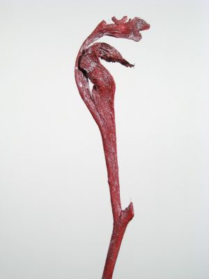 Natraj (Geweihholz) groß rot metallic