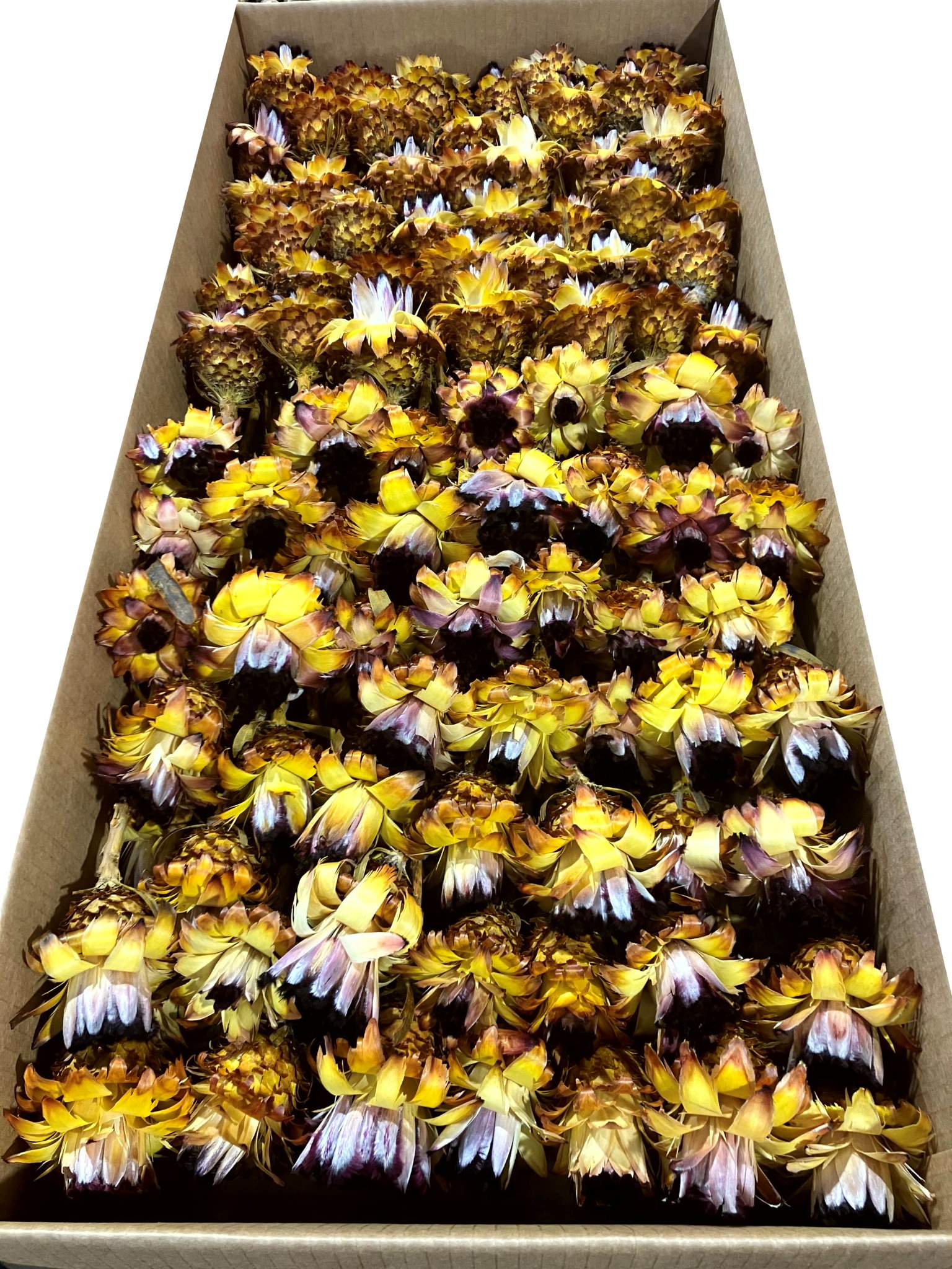 Nerii bud gelb – Bild 2