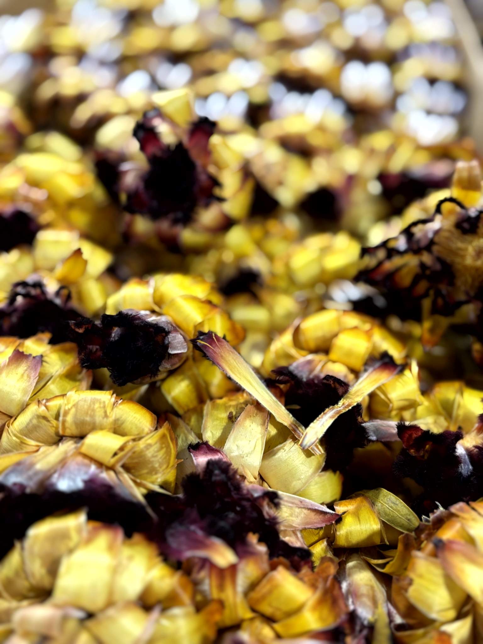 Nerii bud gelb – Bild 3