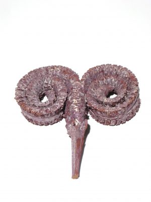 Palm Ring fuchsia gefrostet