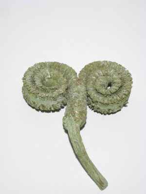 Palm Ring grün gefrostet