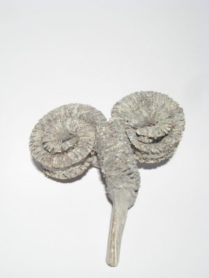 Palm Ring white-washed