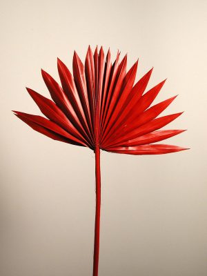 Palmsun mittel gefärbt