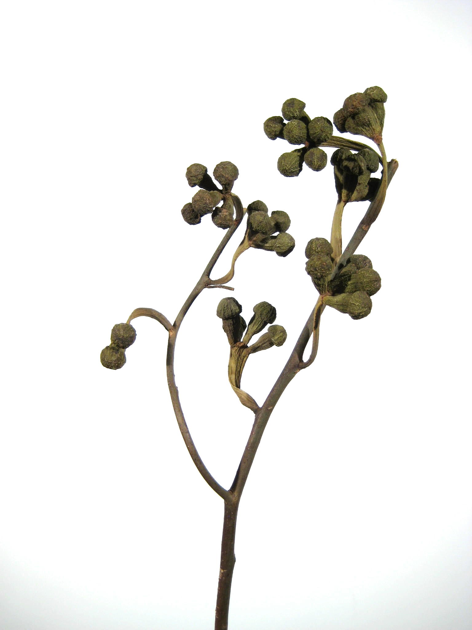 Pilz-Eucalyptus natur