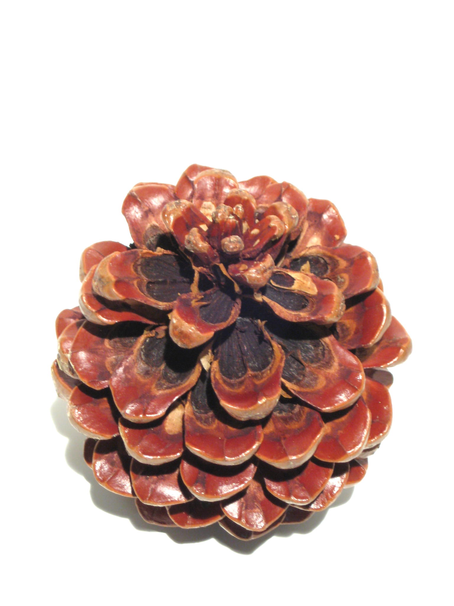 Pinea groß lackiert