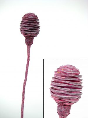 Platyspernum 1 Kopf erika gefrostet