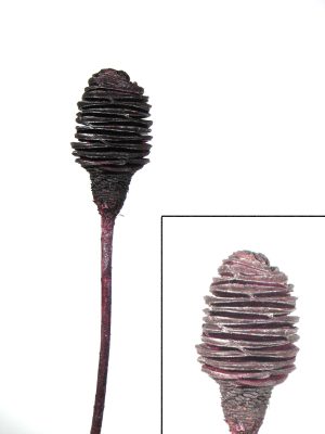 Platyspernum 1 Kopf fuchsia metallic