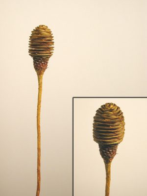 Platyspernum 1 Kopf hell