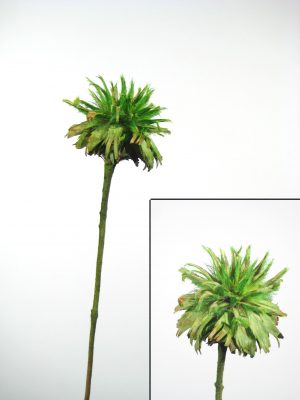 Plumosum 1 Kopf grün gefrostet