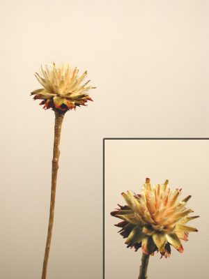 Plumosum 1 Kopf hell