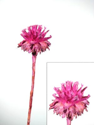 Plumosum 1 Kopf erika gefrostet