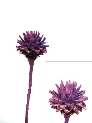 Plumosum 1 Kopf fuchsia gefrostet