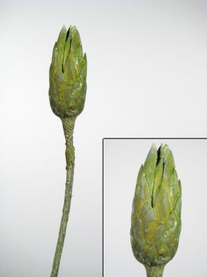 Repens grün gefrostet