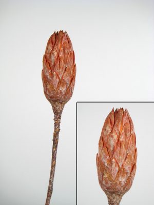 Repens orange gefrostet