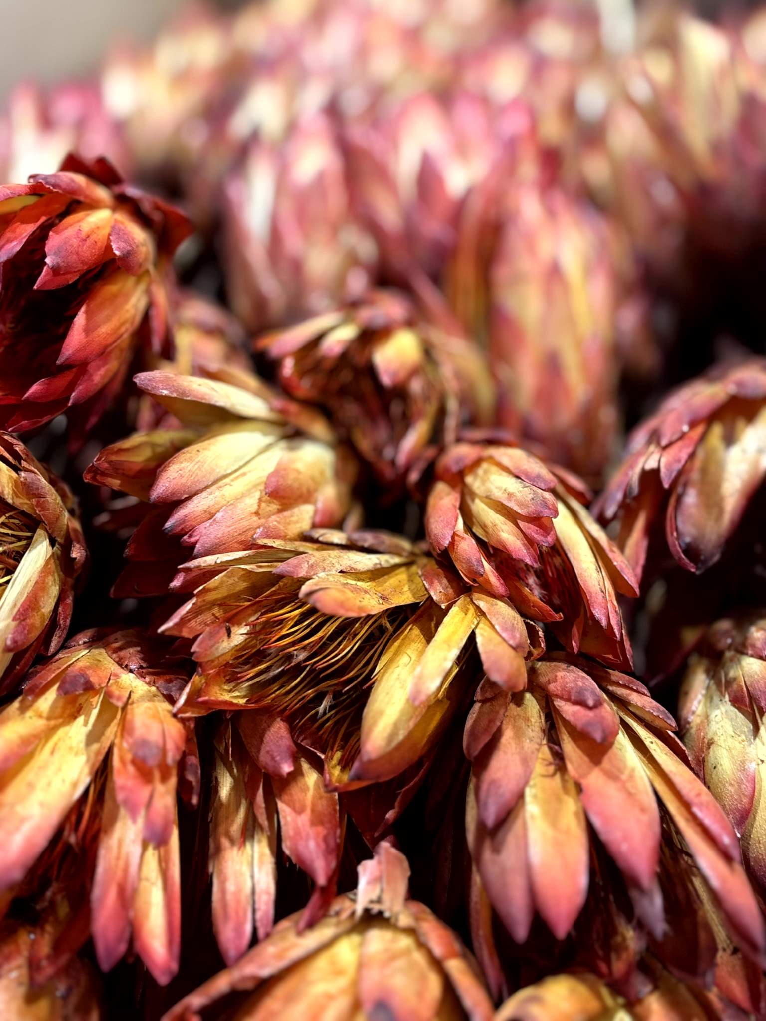 Repens rot offen – Bild 3