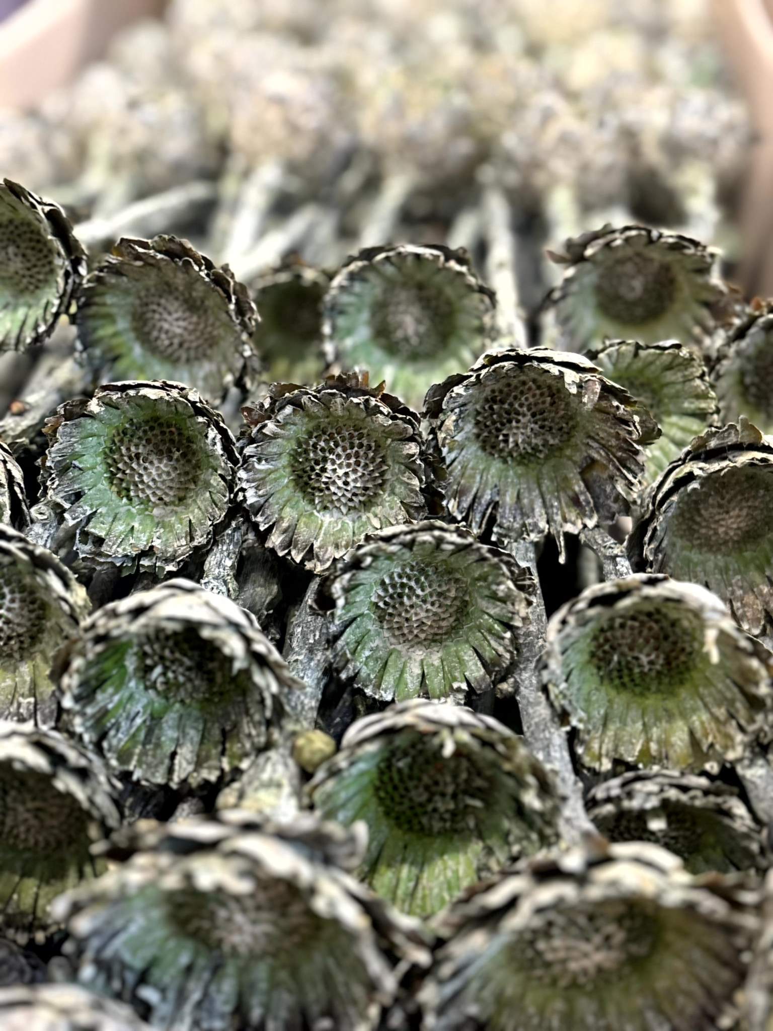Rosette Compacta grün gefrostet – Bild 3