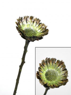 Rosette Compacta grün metallic