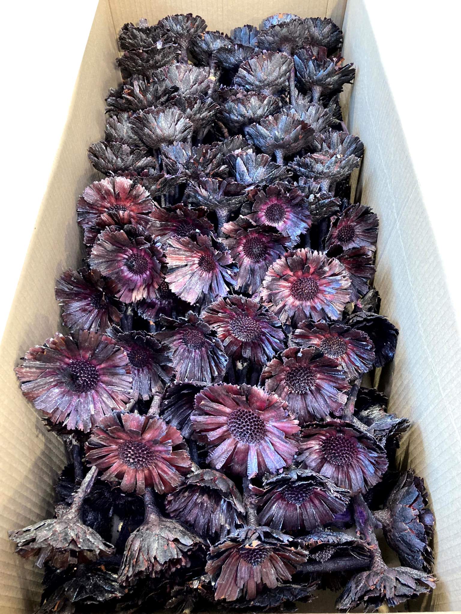 Rosette Repens 8-9cm fuchsia metallic – Bild 2