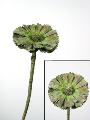 Rosette Repens 8-9cm grün gefrostet