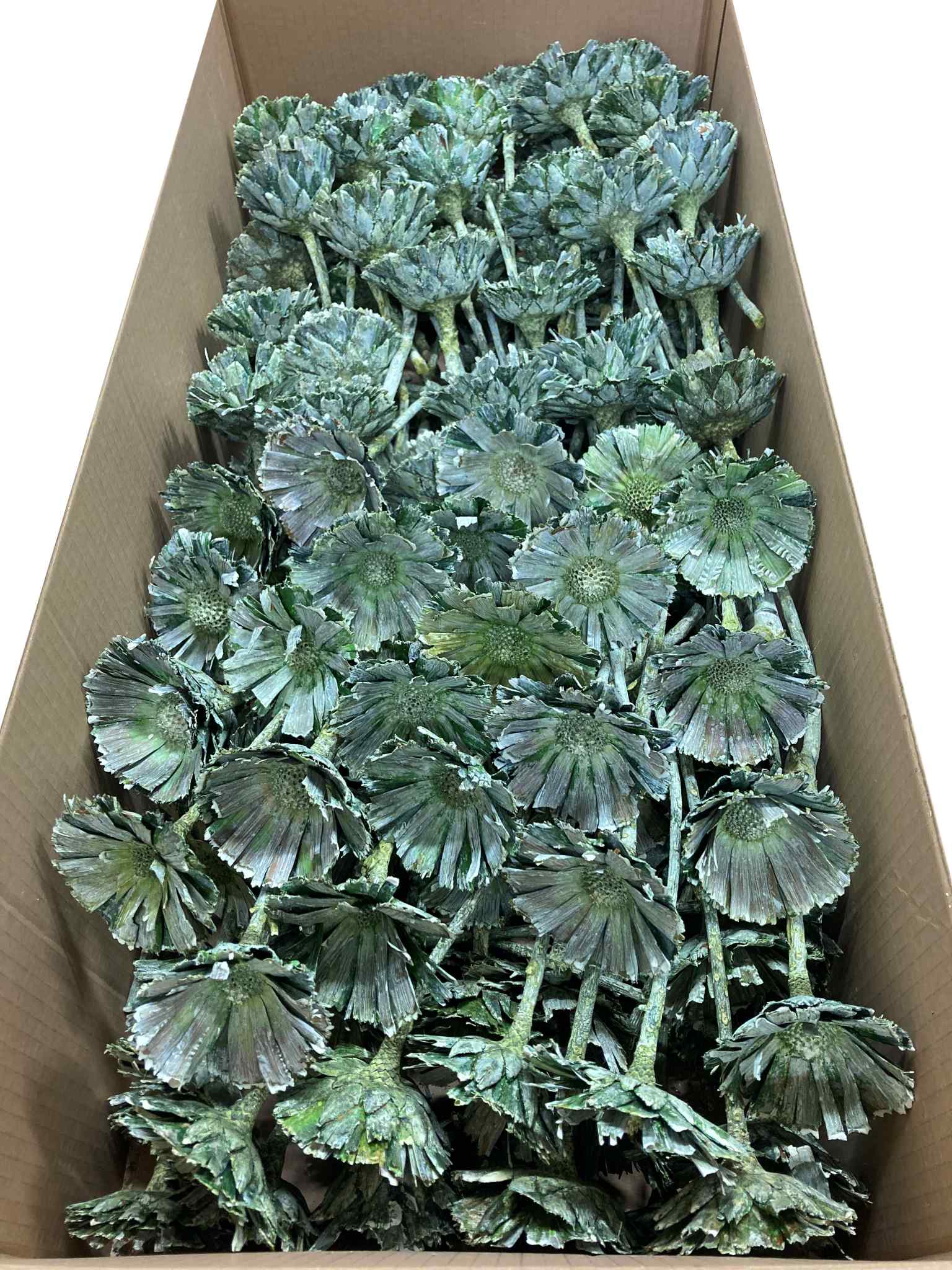 Rosette Repens 8-9cm grün gefrostet – Bild 2