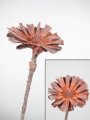 Rosette Repens 8-9cm orange gefrostet