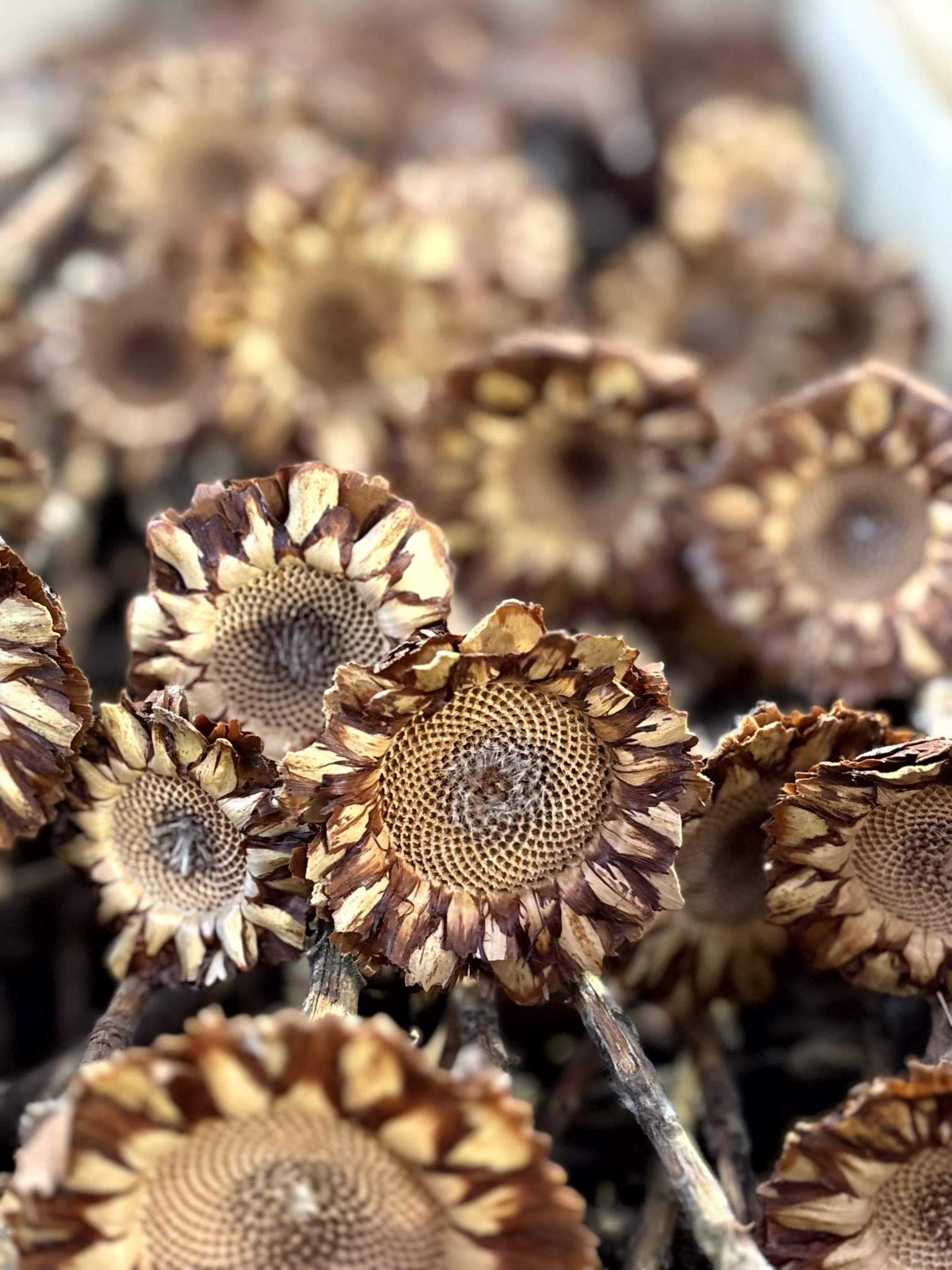 Rosette hell-Coronata groß - Image 3