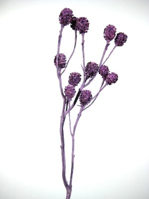 Salignum-Zweige fuchsia gefrostet