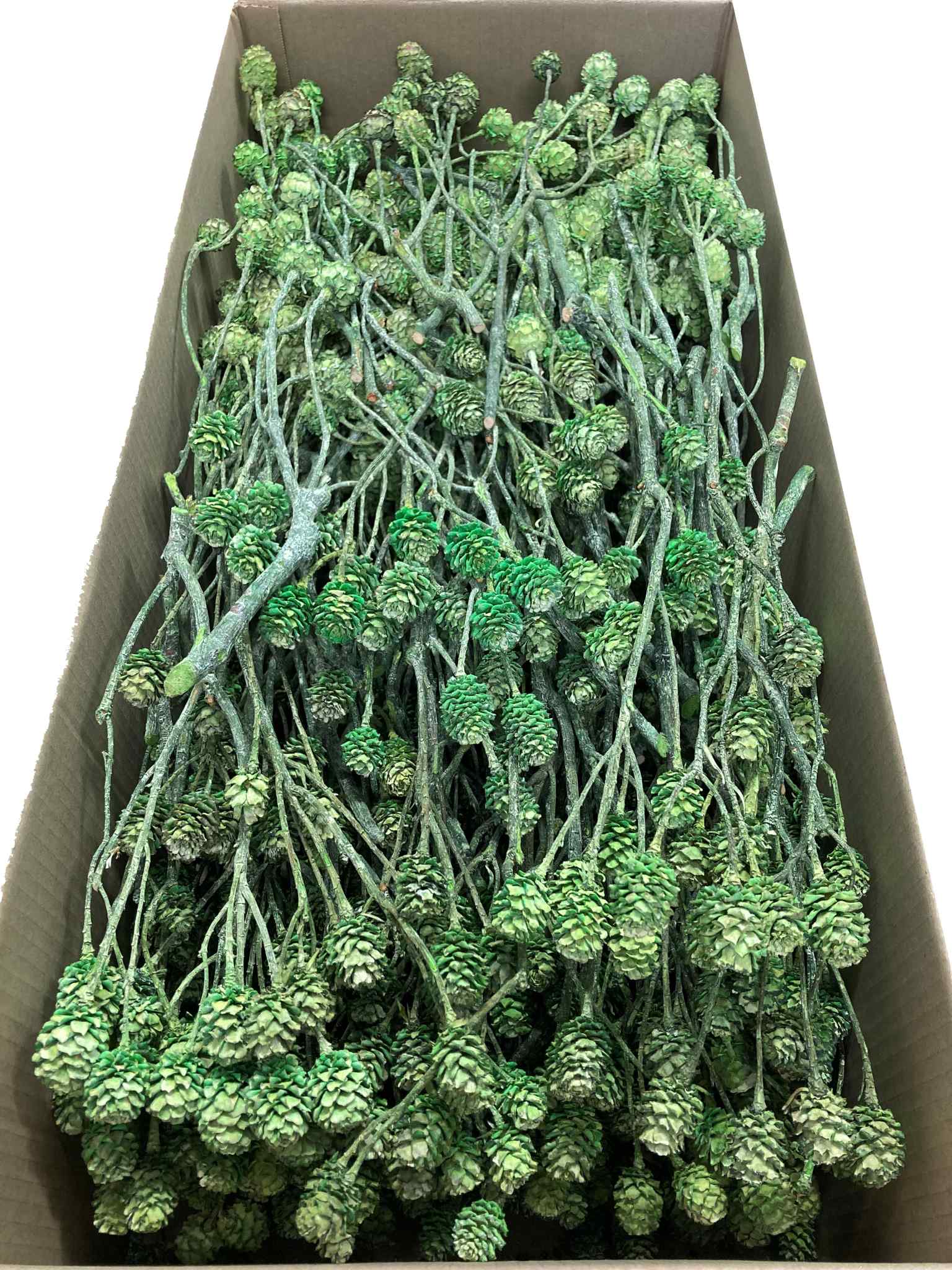 Salignum-Zweige grün gefrostet – Bild 2