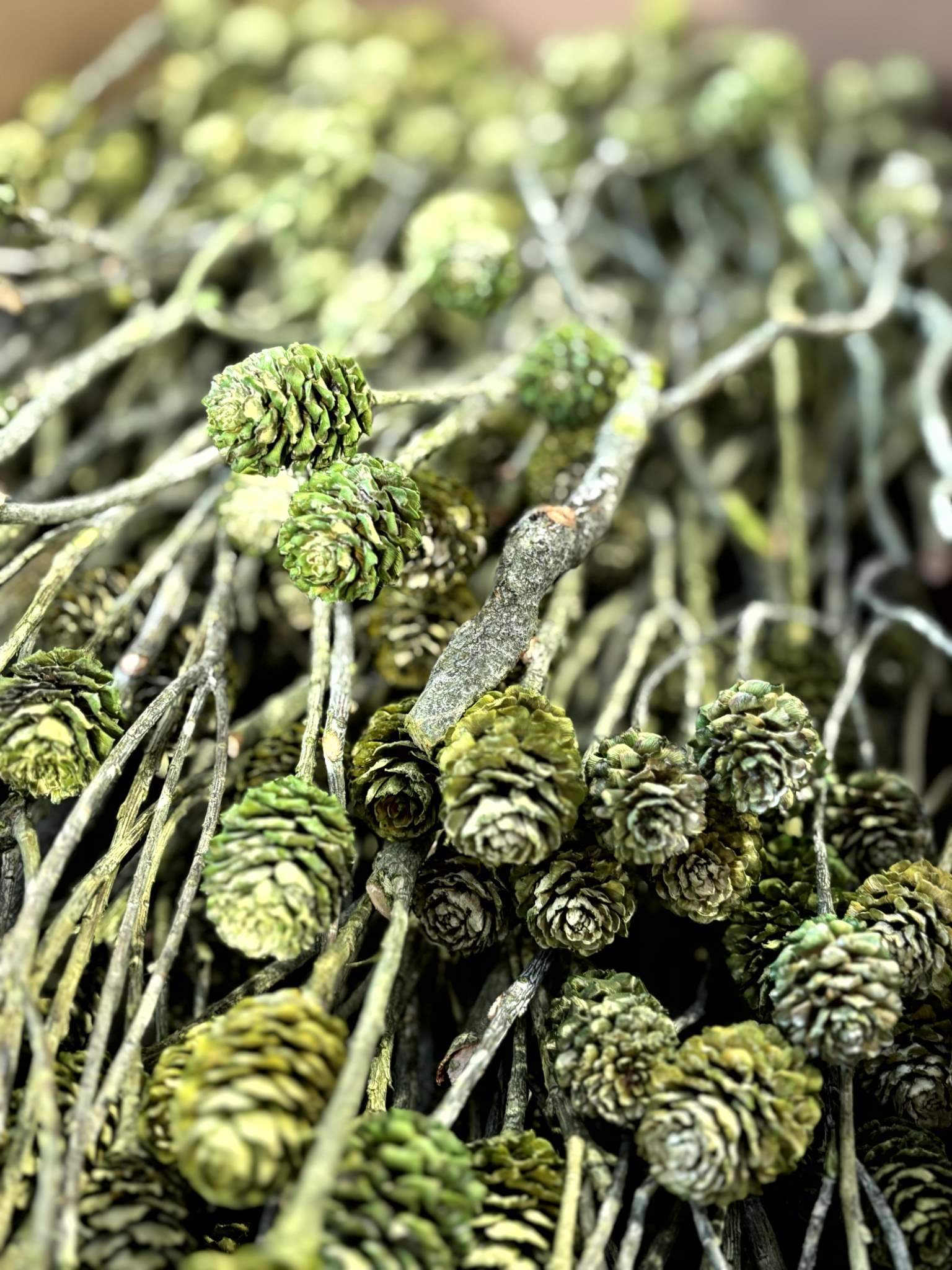 Salignum-Zweige grün gefrostet – Bild 3