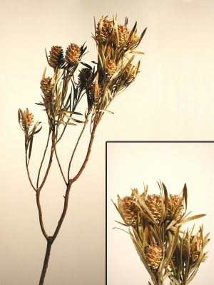 Salignum-Zweige hell mit Blatt