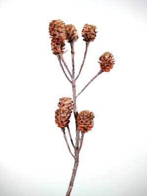 Salignum-Zweige orange gefrostet