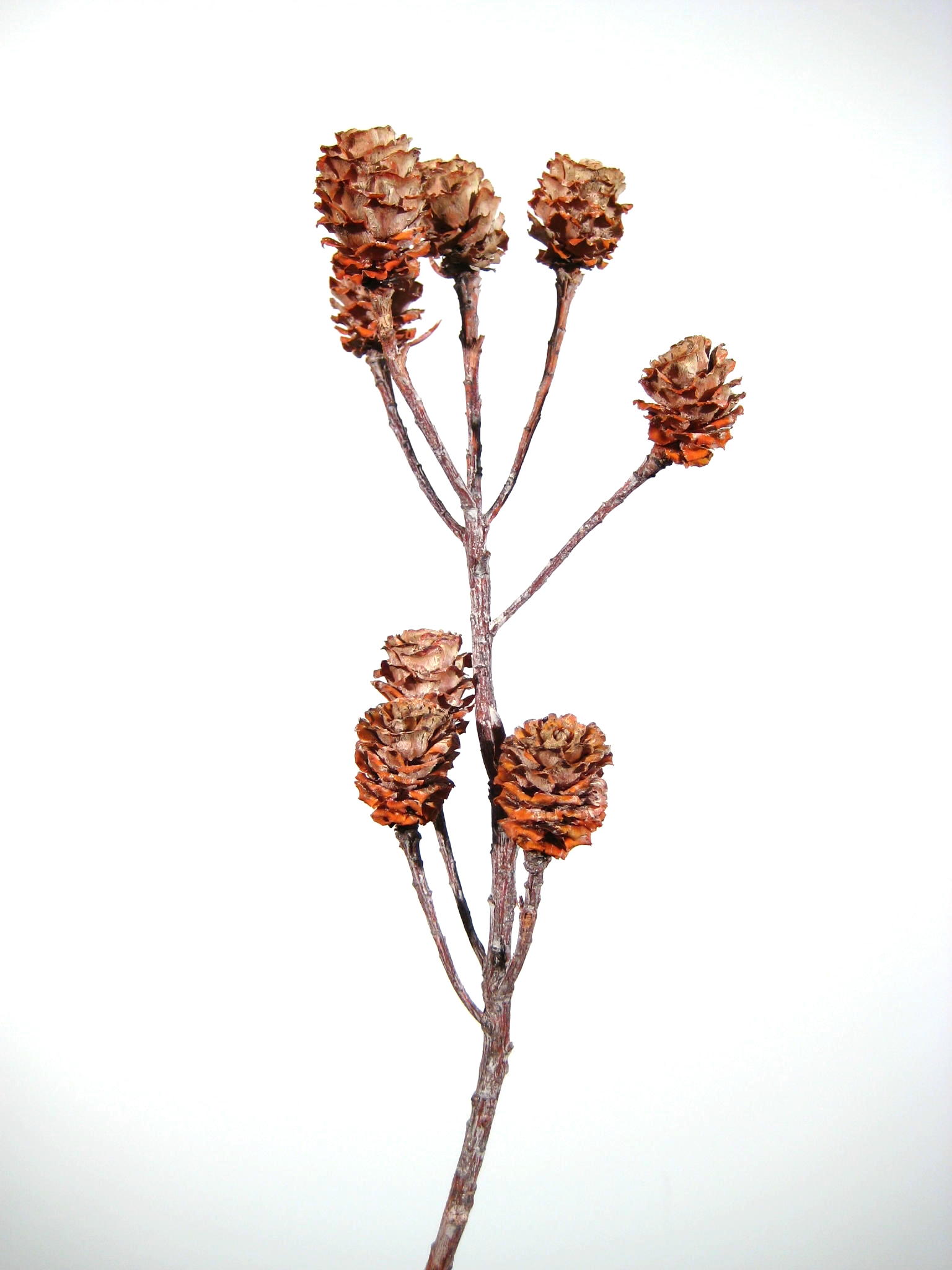 Salignum-Zweige orange gefrostet