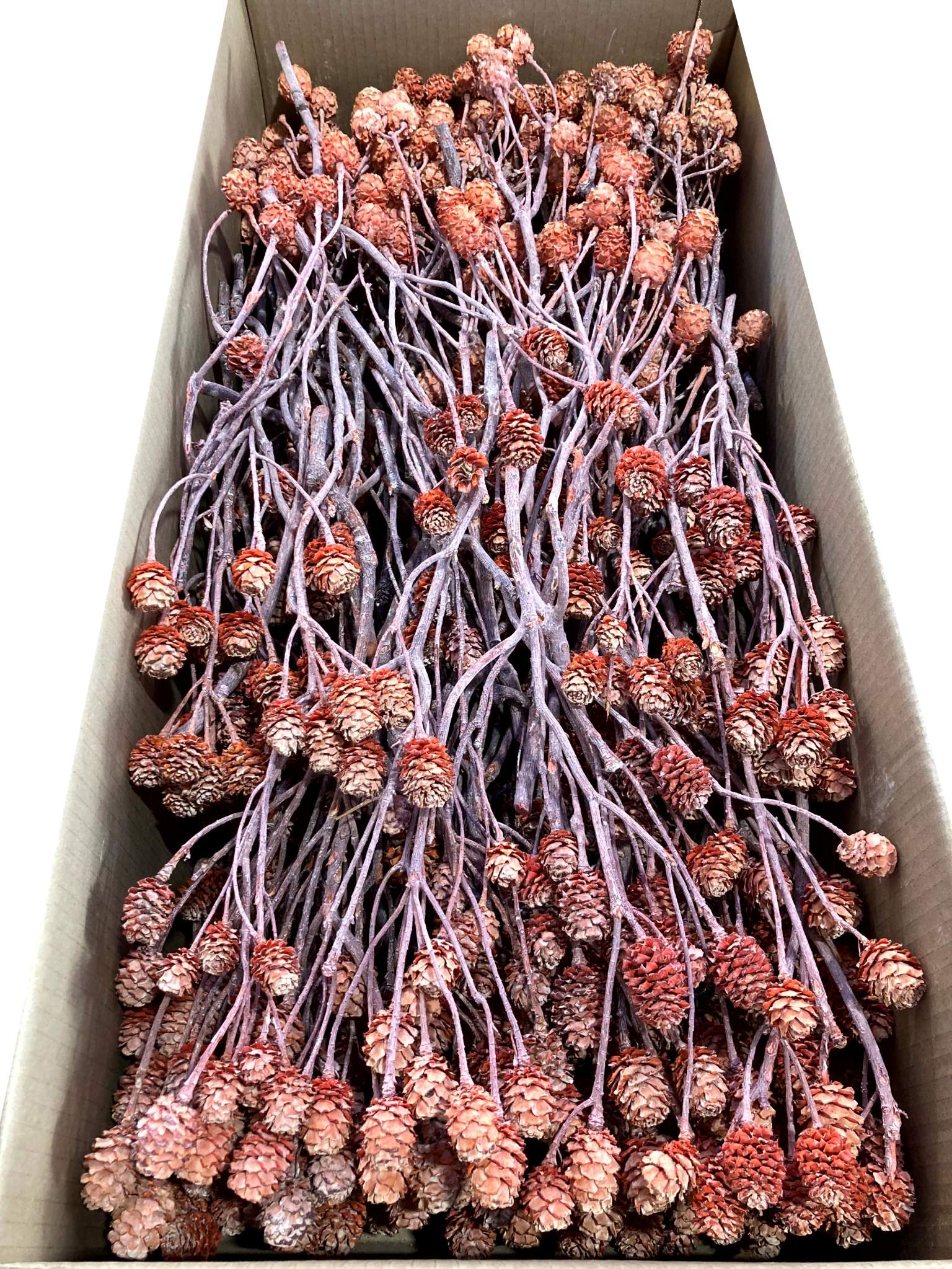 Salignum-Zweige orange gefrostet – Bild 2