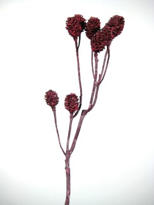 Salignum-Zweige rot gefrostet