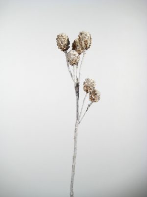 Salignum-Zweige white-washed