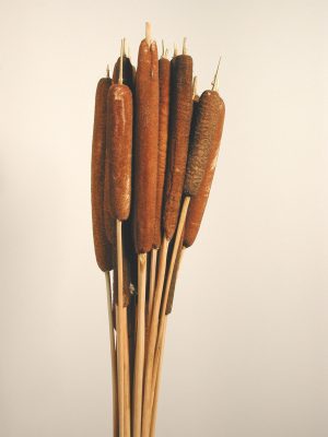 Schilfkolben italienisch dunkel gemischt