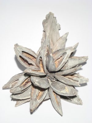 Sororoca-Traube white-washed