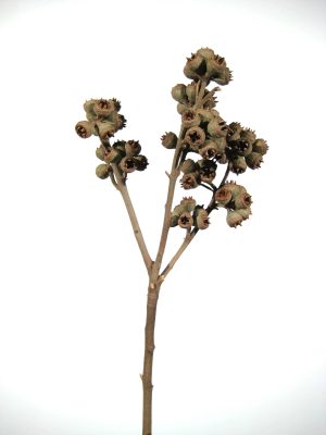 Stern-Eucalyptus 15+