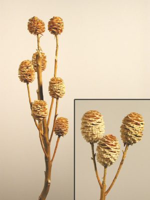 Strictum-Zweige hell (5-9 Köpfe)