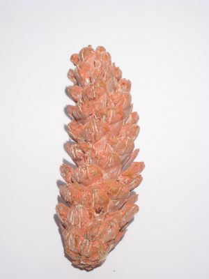 Strobus 15/20cm orange gefrostet