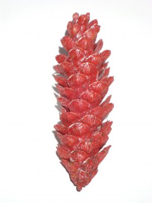 Strobus 15/20cm rot metallic